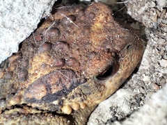 Bufo spinosus