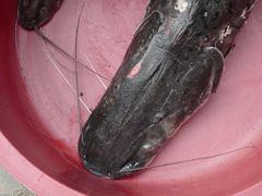 Zebra Catfish photo 5