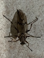 Meteorinae