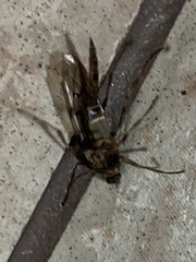 Meteorinae