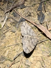 Melanolophia canadaria