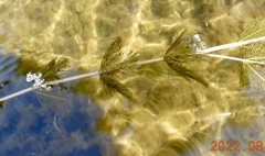Myriophyllum