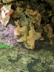 Ductifera pululahuana