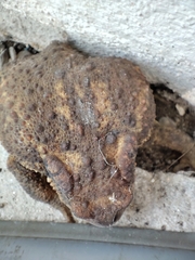 Bufo spinosus