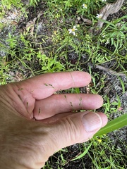 Kellochloa verrucosa