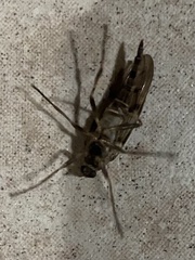 Meteorinae