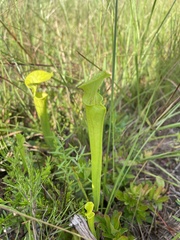 Sarracenia flava