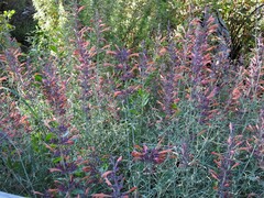 Agastache rupestris