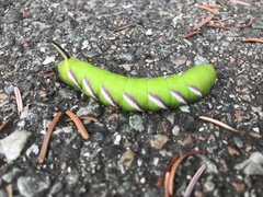 Sphinx ligustri
