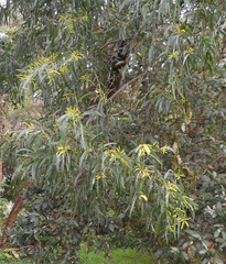 Acacia binervia