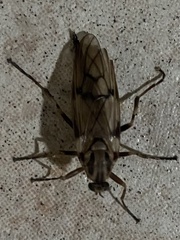 Meteorinae