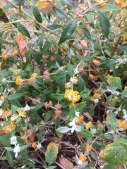Buddleja tucumanensis
