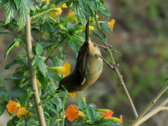 Diglossa albilatera