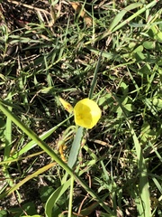 Oxalis pes-caprae