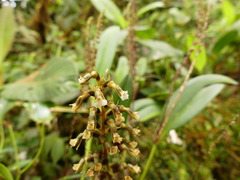 Microchilus