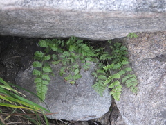 Athyrium