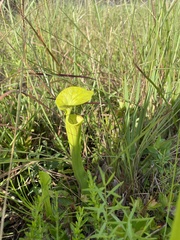 Sarracenia flava