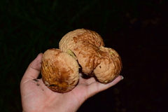 Calvatia boninensis