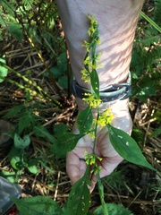 Solidago flexicaulis