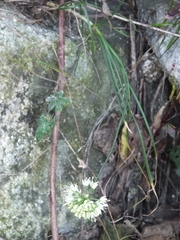 Allium brevidentatum