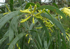 Acacia binervia