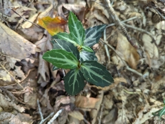 Chimaphila maculata