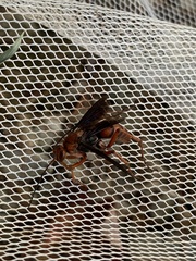Hymenoptera