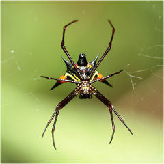 Micrathena schreibersi