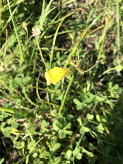 Oxalis pes-caprae