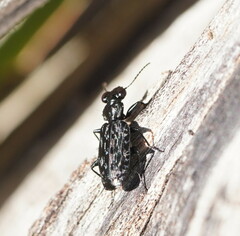Scopodes tasmanicus