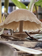 Pluteus longistriatus