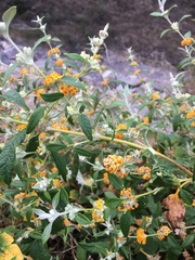 Buddleja tucumanensis