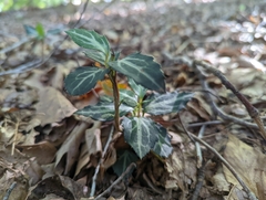 Chimaphila maculata