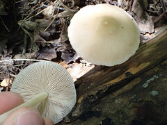 Pluteus petasatus