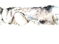 Bufo spinosus