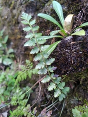 Polystichum lachenense