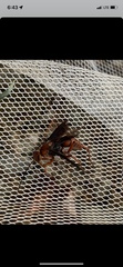 Tachypompilus ferrugineus
