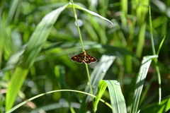 Pyrausta purpuralis