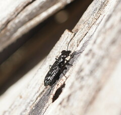 Scopodes tasmanicus