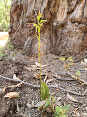 Cryptostylis ovata