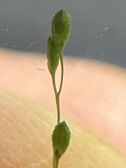 Kellochloa verrucosa