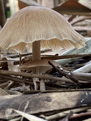 Pluteus longistriatus