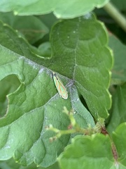 Graphocephala versuta