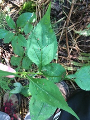 Solidago flexicaulis