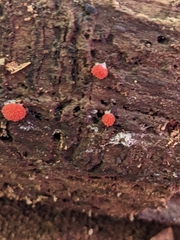 Tubifera ferruginosa