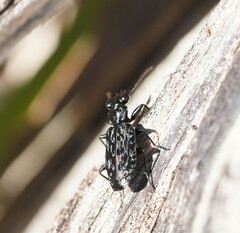 Scopodes tasmanicus