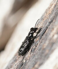 Scopodes tasmanicus