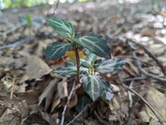 Chimaphila maculata