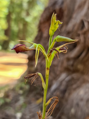 Cryptostylis ovata