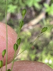 Kellochloa verrucosa